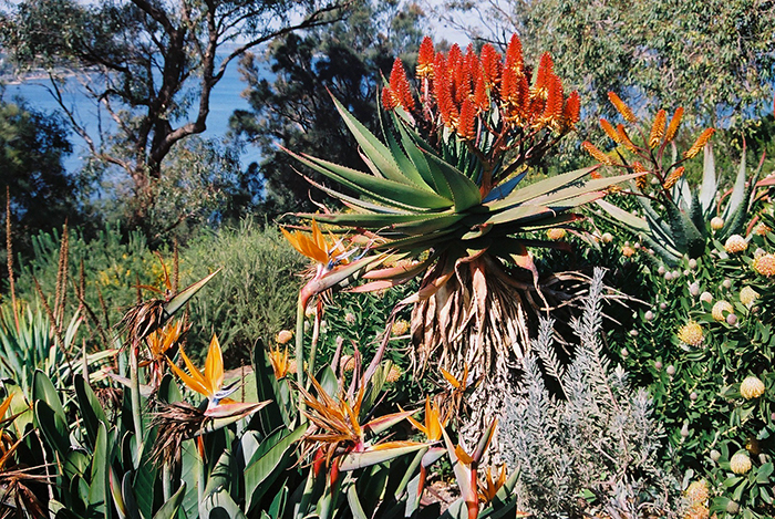 Kangaroo Paws
